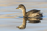Image. Little Grebe