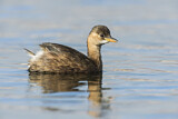 Image. Little Grebe