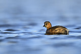Image. Little Grebe