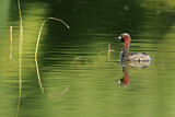 Image. Little Grebe