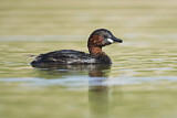 Image. Little Grebe