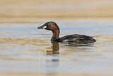 Image. Little Grebe