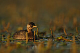 Image. Little Grebe
