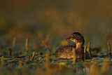 Image. Little Grebe