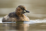 Image. Little Grebe