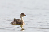 Image. Little Grebe