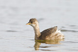 Image. Little Grebe