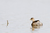 Image. Little Grebe