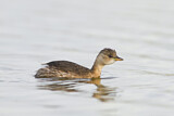 Image. Little Grebe