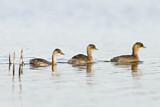 Image. Little Grebe