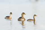 Image. Little Grebe