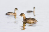 Image. Little Grebe