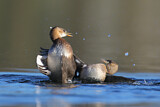 Image. Little Grebe