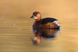 Image. Little Grebe