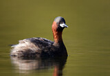 Image. Little Grebe