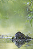 Image. Little Grebe
