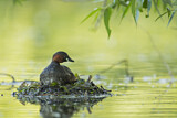 Image. Little Grebe