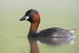 Image. Little Grebe