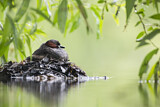 Image. Little Grebe