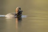 Image. Little Grebe