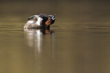 Image. Little Grebe