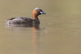 Image. Little Grebe