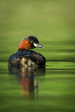 Image. Little Grebe