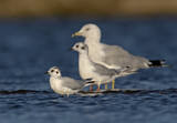 Image. Little Gull & Bonaparte's Gull & Ring-billed Gull