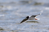 Image. Little Gull