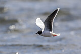 Image. Little Gull