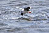 Image. Little Gull