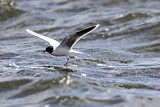 Image. Little Gull