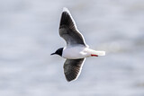 Image. Little Gull