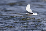 Image. Little Gull