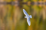 Image. Little Gull