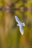 Image. Little Gull