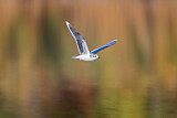 Image. Little Gull