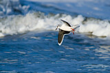 Image. Little Gull