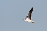 Image. Little Gull