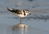 Image. Little Gull