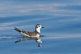 Image. Little Gull