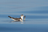 Image. Little Gull