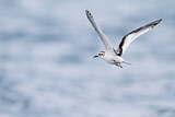 Image. Little Gull