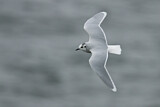 Image. Little Gull