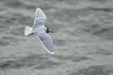 Image. Little Gull