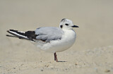 Image. Little Gull