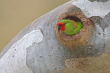 Image. Little Lorikeet