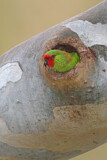 Image. Little Lorikeet