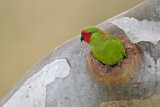 Image. Little Lorikeet