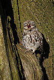 Image. Little Owl